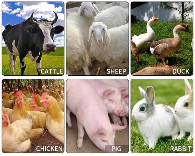 chaff cutter machine9