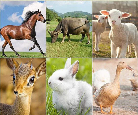 Corn Silage Chopper Grass Chaff Cutter Machine2